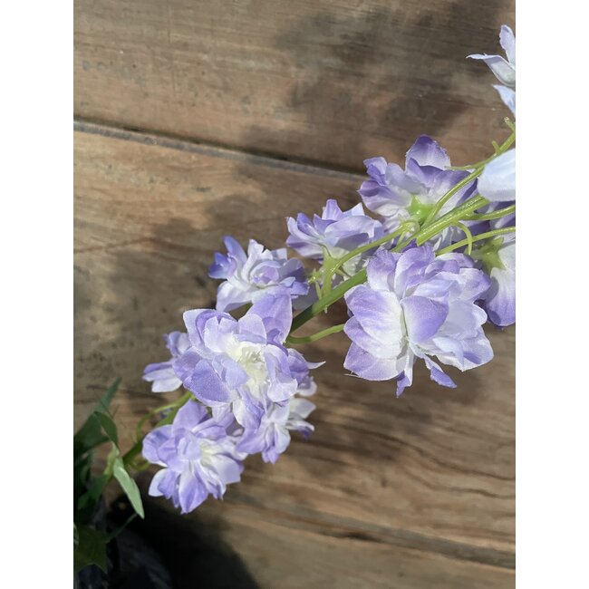 Delphinium finn spray purple 85cm
