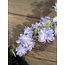 Brynxz Delphinium finn spray purple 85cm