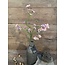 Brynxz flowerheadspray, 68 cm, lavender