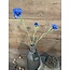 Brynxz Centaurea spray blue 68cm