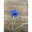 Brynxz Centaurea spray blue 68cm