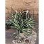 Dracaena Wit in Pot Stan Grijs d11,5cm - h34xd40cm