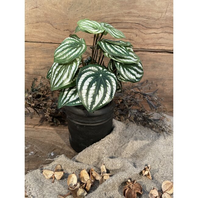 ## Peperomia l.groen in Pot Stan - 25 cm