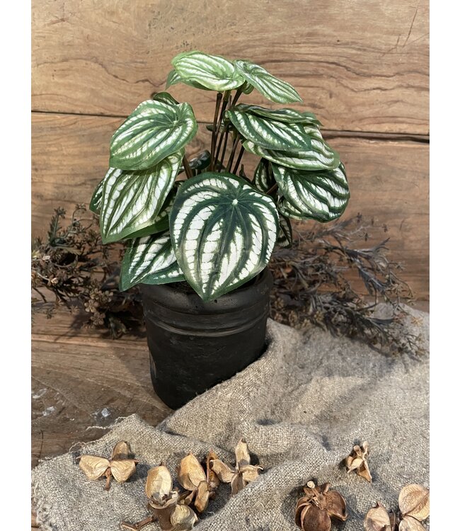 ### Peperomia l.groen in Pot Stan - 25 cm