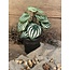 ## Peperomia l.groen in Pot Stan - 25 cm