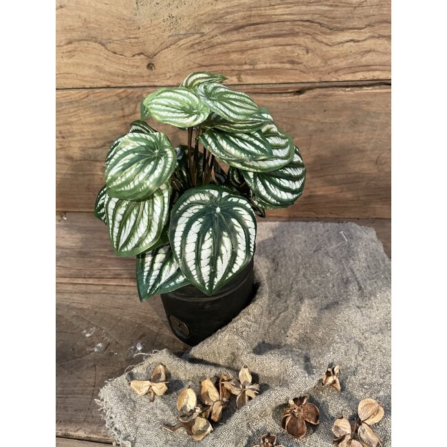 ## Peperomia l.groen in Pot Stan - 25 cm