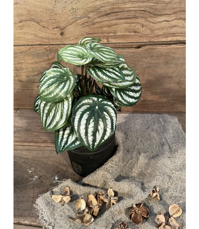 ### Peperomia l.groen in Pot Stan - 25 cm