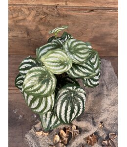 ## Peperomia l.groen in Pot Stan - 25 cm