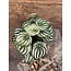 ## Peperomia l.groen in Pot Stan - 25 cm