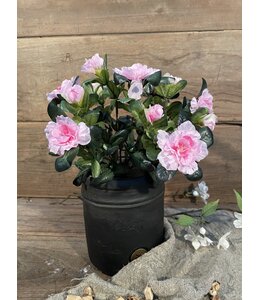 Azalea Roze in Pot Stan Grijs d11,5cm - h27xd20cm
