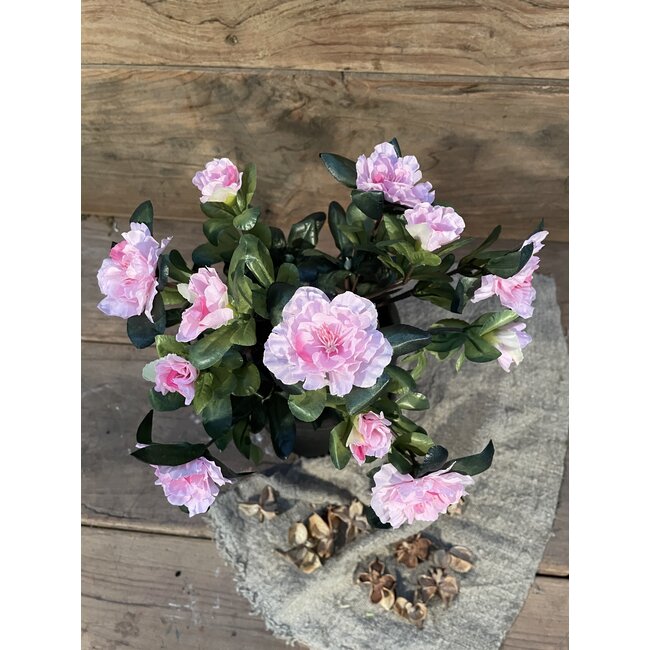 # Azalea Roze in Pot Stan Grijs d11,5cm - h27xd20cm