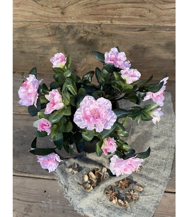 Azalea Roze in Pot Stan Grijs d11,5cm - h27xd20cm
