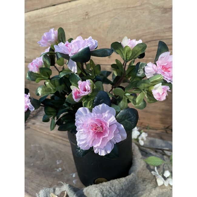 # Azalea Roze in Pot Stan Grijs d11,5cm - h27xd20cm