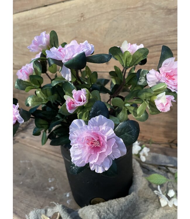 Azalea Roze in Pot Stan Grijs d11,5cm - h27xd20cm