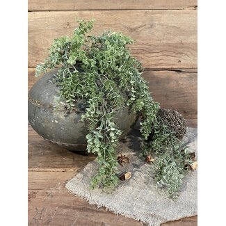 Brynxz Hangende eucalyptus "Fine Grey" 78 cm