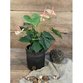 Anthurium l.roze in Pot Stan Grijs d11,5cm - h40xd