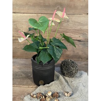 ~Anthurium l.roze in Pot Stan Grijs d11,5cm - h40xd