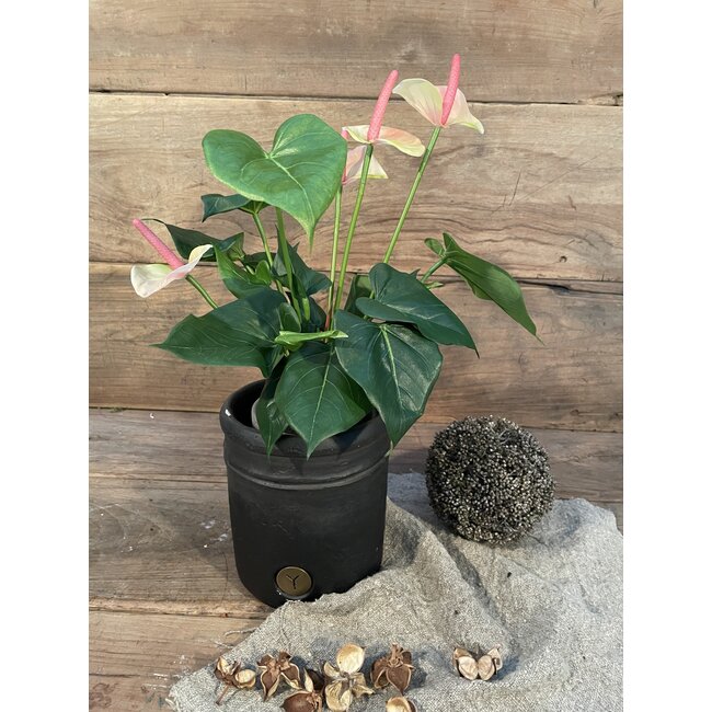 ~Anthurium l.roze in Pot Stan Grijs d11,5cm - h40xd