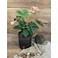 ~Anthurium l.roze in Pot Stan Grijs d11,5cm - h40xd