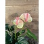 Anthurium l.roze in Pot Stan Grijs d11,5cm - h40xd