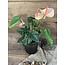 ~Anthurium l.roze in Pot Stan Grijs d11,5cm - h40xd