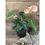 Anthurium l.roze in Pot Stan Grijs d11,5cm - h40xd