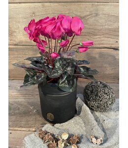 Cyclaam d.roze in Pot Stan Grijs d11,5cm - h30xd30
