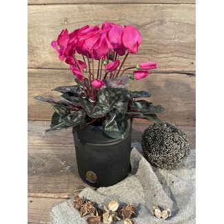 ~Cyclaam d.roze in Pot Stan Grijs d11,5cm - h30xd30