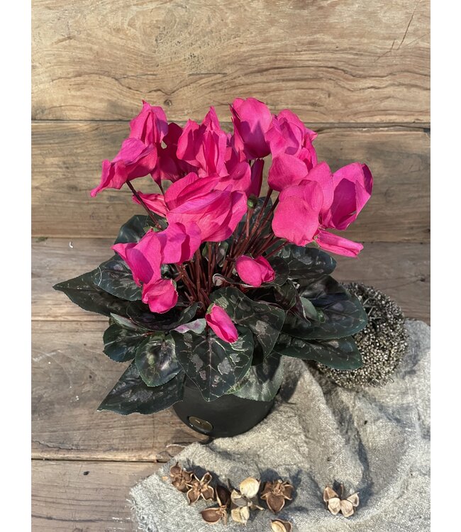 Cyclaam d.roze in Pot Stan Grijs d11,5cm - h30xd30