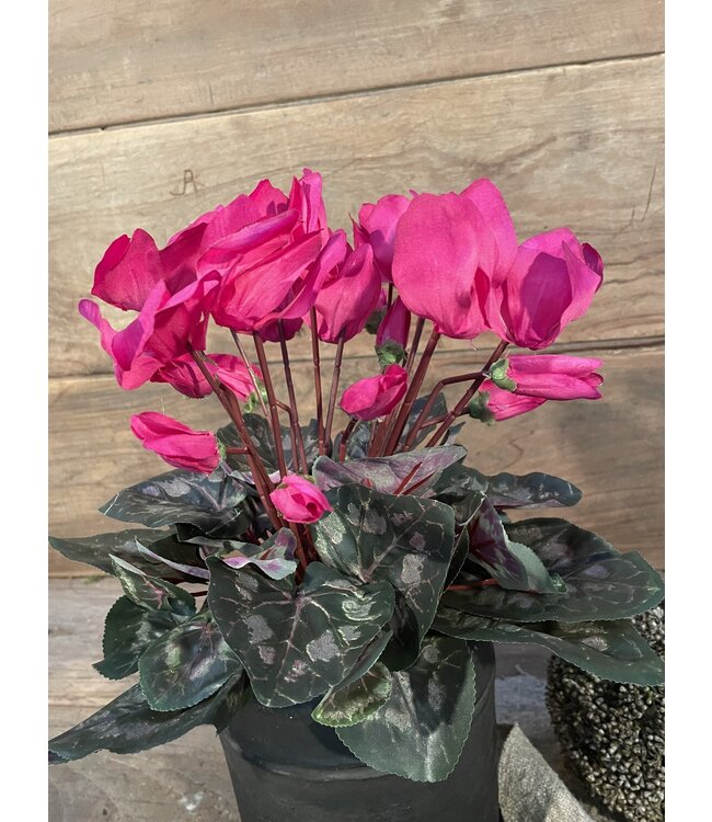 Cyclaam d.roze in Pot Stan Grijs d11,5cm - h30xd30