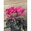 Cyclaam d.roze in Pot Stan Grijs d11,5cm - h30xd30