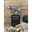 ## Viooltje Paars in Pot Stan grey d9cm - h19xd20cm