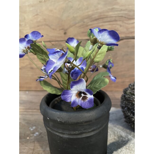 ## Viooltje Paars in Pot Stan grey d9cm - h19xd20cm