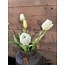 70170 tulp classic white 7 stelen - ca. 45 cm