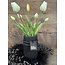 Still 31142 - Bamboo Vase M Black Series - 12 x 20 cm