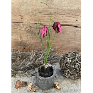 Kivietsbloem fritilaria beauty pink - 23 cm