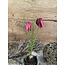 Kivietsbloem fritilaria beauty pink - 23 cm