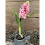 Hyacinth 35cm - lichtroze