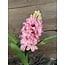 Hyacinth 35cm - lichtroze