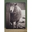 ### 784 - afbeelding op hardboard - schaap - 14 x 19 cm