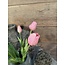 870179 - tulp classic vintage pink 7 stelen