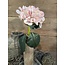 Hydrangea Artist pink 48cm - hortensia