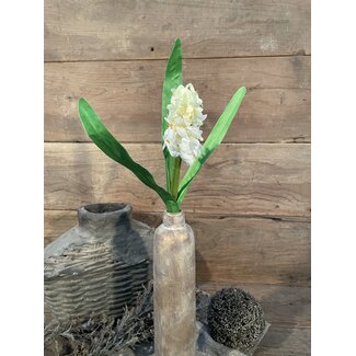 Crèmekleurige hyacint 45 cm