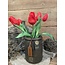 Countryfield 802410 - Tulipa boeket d.rood - tulp - 30 cm