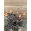 Countryfield 809938 - Tulipa (parkiet) boeket oranje-L16B16H40CM - tulpen