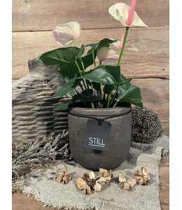 Still 3473 - Zwart met gouden bloempot "Line" 16 cm - S - Gold