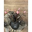 Countryfield Bos roze tulpen - 5 stelen - L15B15H44CM