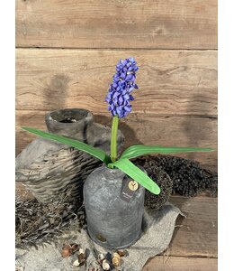 ## Paarse hyacint 45 cm