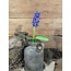 HYACINTH STEM H 45 CM PURPLE