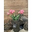 Countryfield 802398 - Bundel tulpen - 5 stelen - roze - kartel
